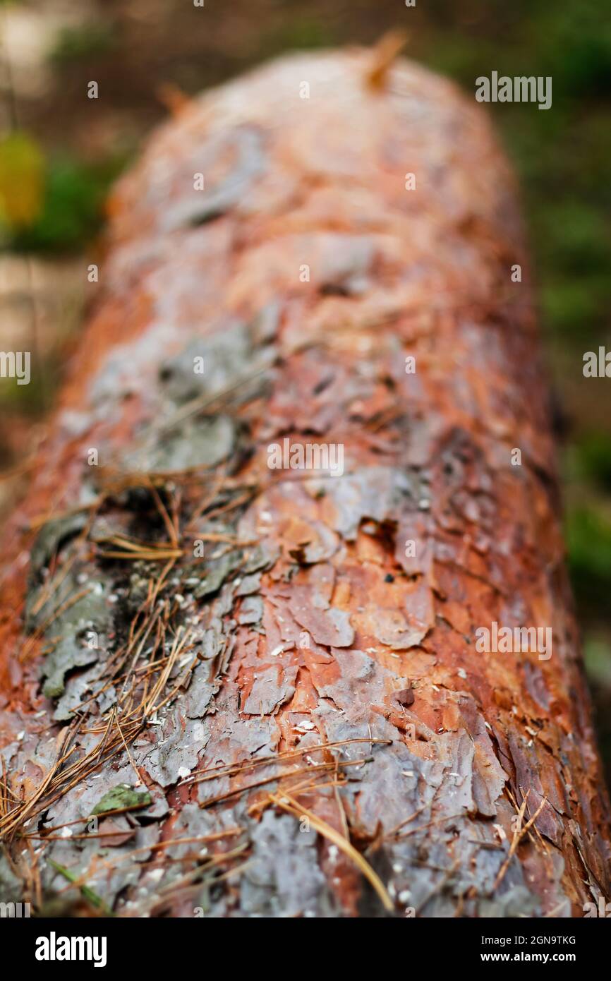 Unschärfe-Textur von Baumrinde. Baumstamm aus Kiefern im Herbstwald. Säge Holz. Säge Schnitt einer großen Kiefer. Natur Holz draußen, im Freien. Vertikal Stockfoto