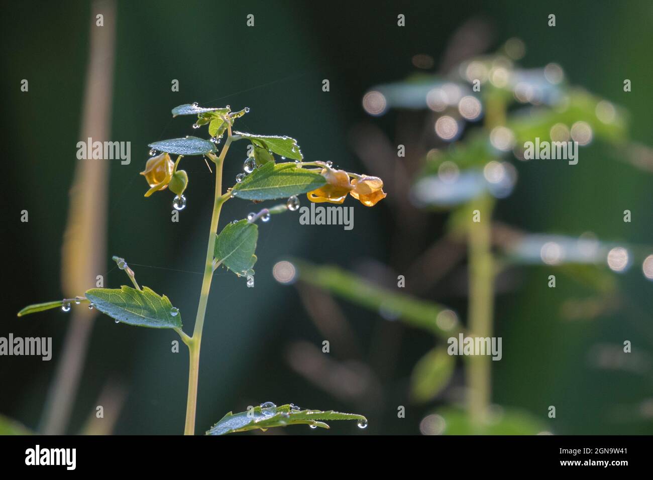 Impatiens capensis, das orangefarbene Edelsteinkraut, das gewöhnliche Edelsteinkraut, das gepunktete Edelsteinkraut, das Edelsteinkraut oder der Orangenbalsam Stockfoto