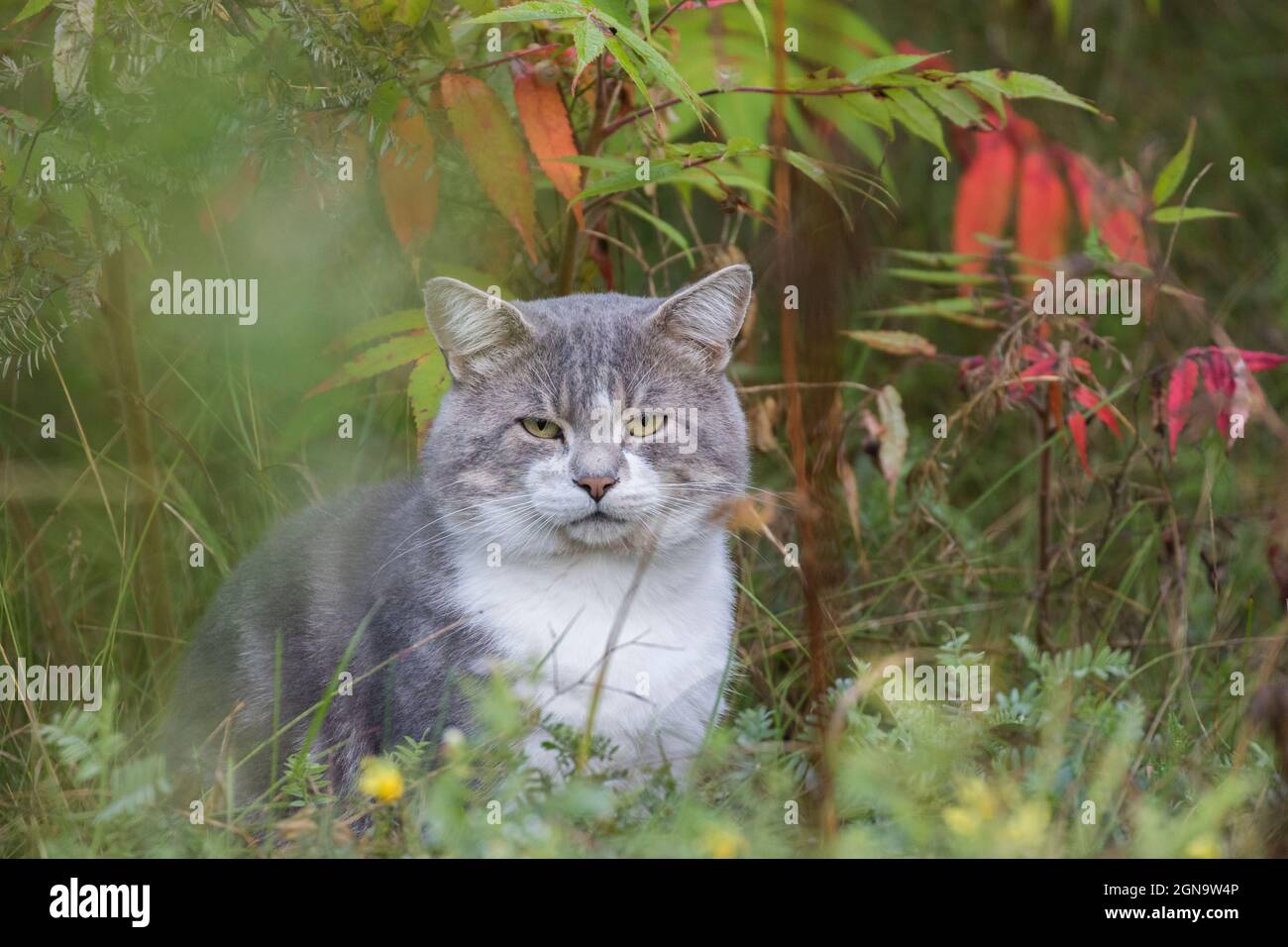 Graue Wildkatze im Herbst Stockfoto