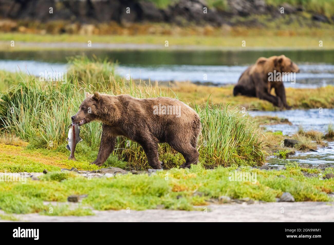 Brown Bear geht in die Abgeschiedenheit von Sumpfgras, um Lachs im Katmai National Park im Südwesten Alaskas zu konsumieren. Stockfoto