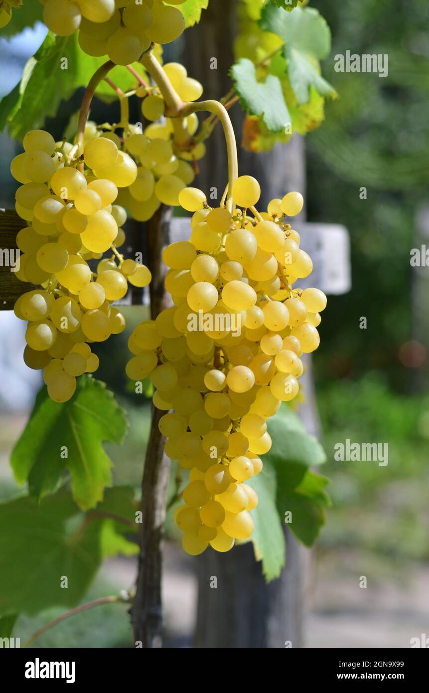 Auf einem Spalier in einem privaten Bauernhof hängen Trauben aus weißen Trauben von der Rebe. Konzept der Weinherstellung. Stockfoto