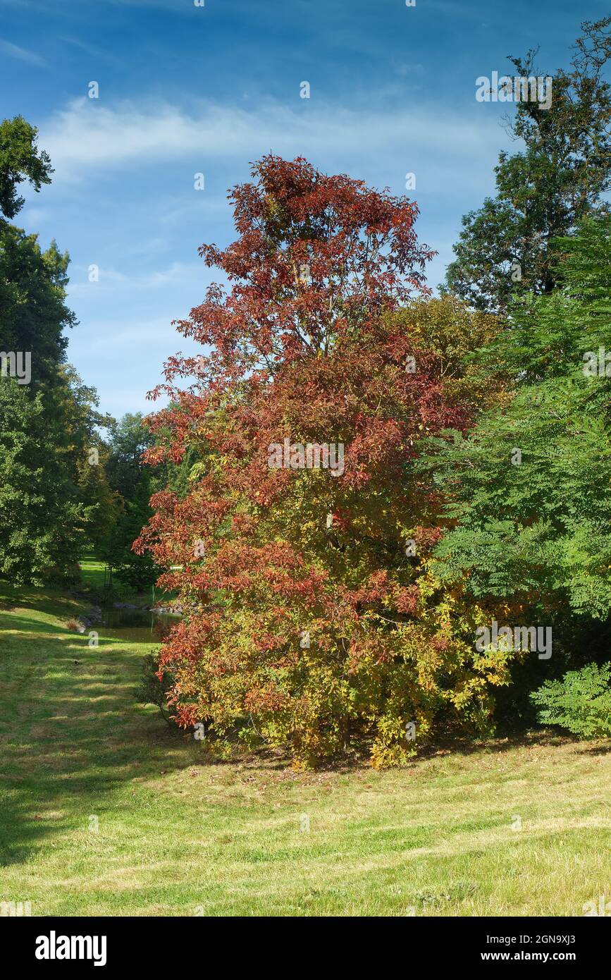 Aesculus flava, gelber buckeye, gewöhnlicher buckeye oder süßer buckeye. Ein Aesculus-Flavbaum am ersten sonnigen Tag im Herbst im Park. Stockfoto