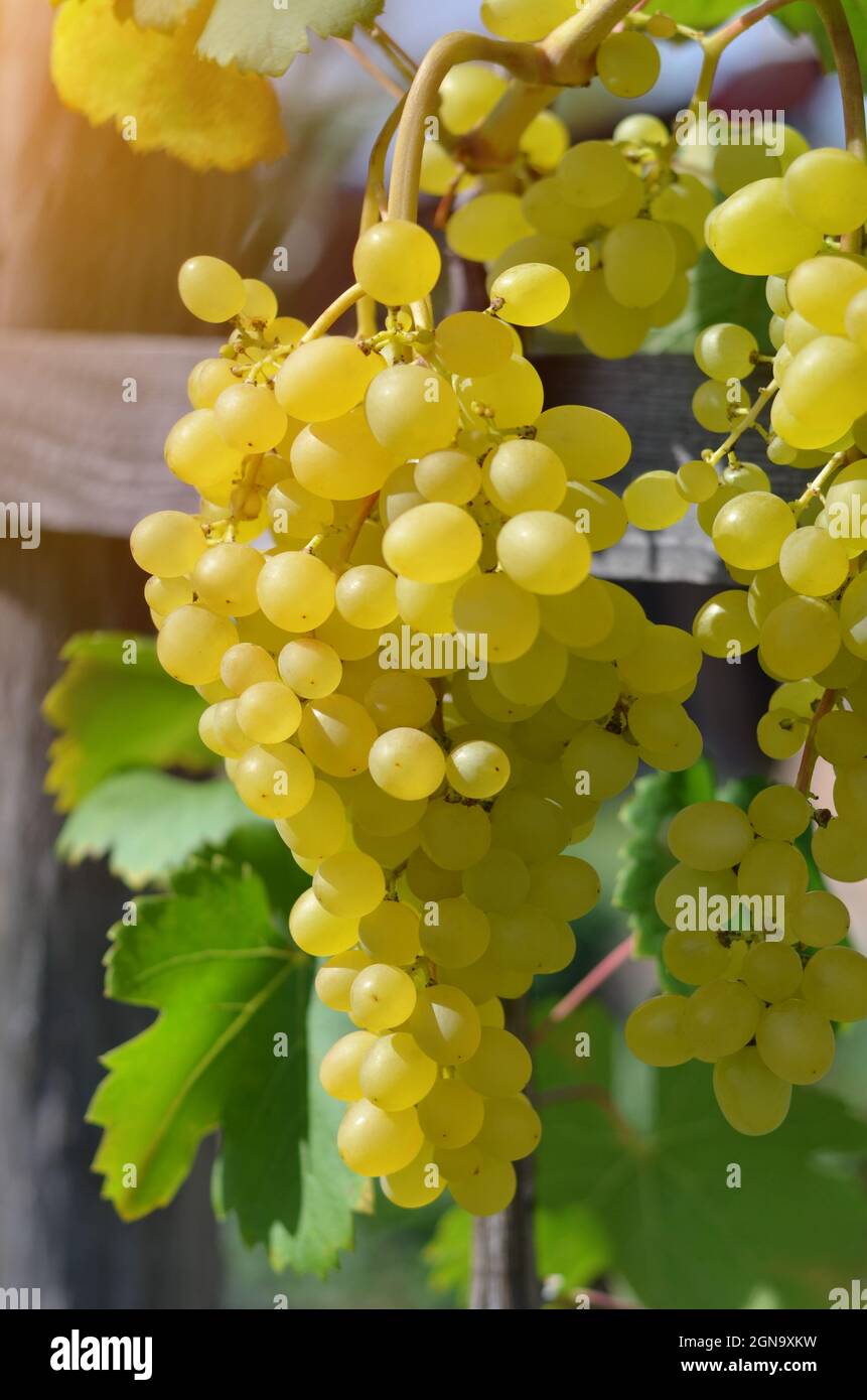 Nahaufnahme einer weißen Traube auf einer von Sonnenlicht beleuchteten Weinrebe. Konzept der Weinherstellung. Stockfoto