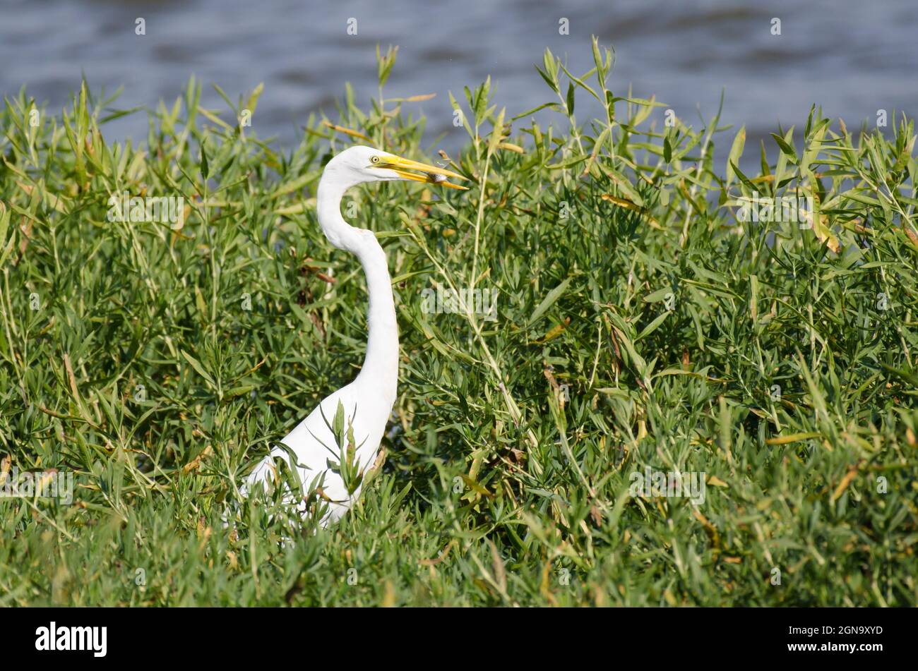 Silberreiher, Ardea alba, mit Beute Stockfoto