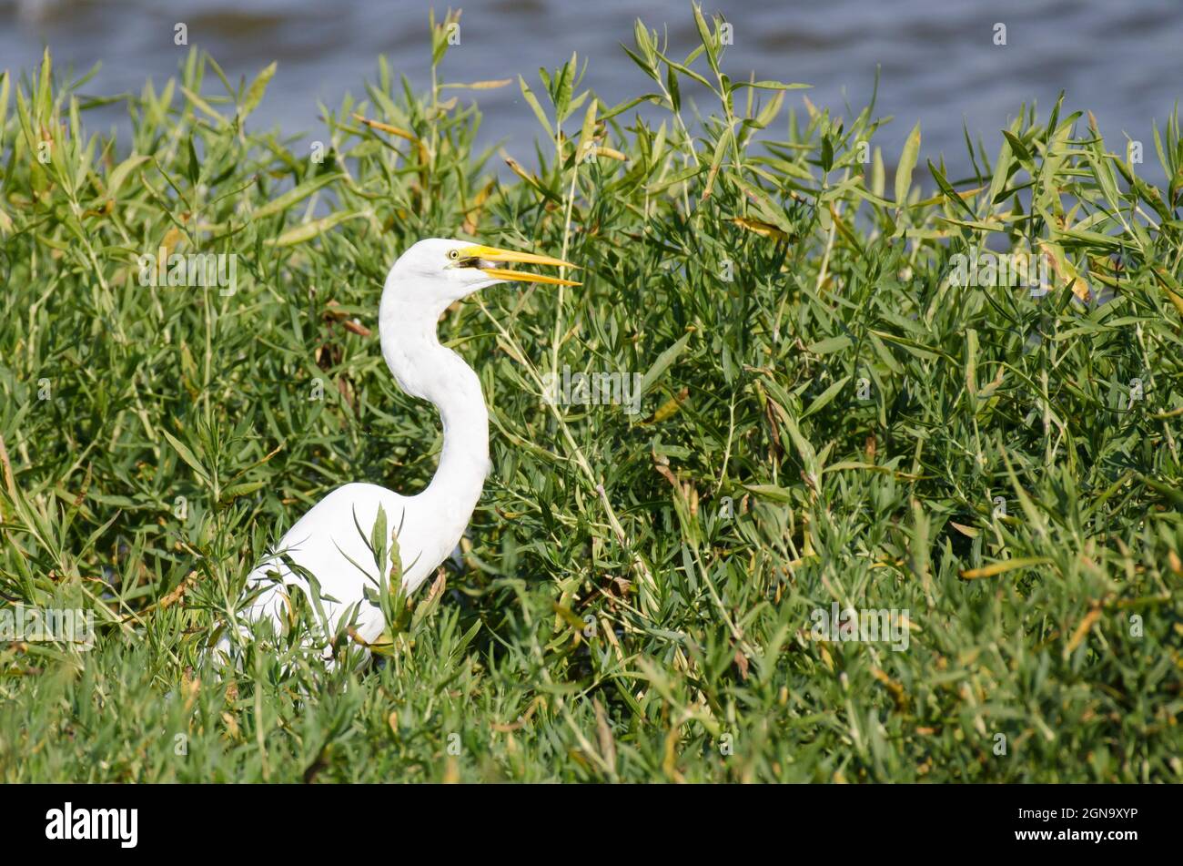 Silberreiher, Ardea alba, mit Beute Stockfoto