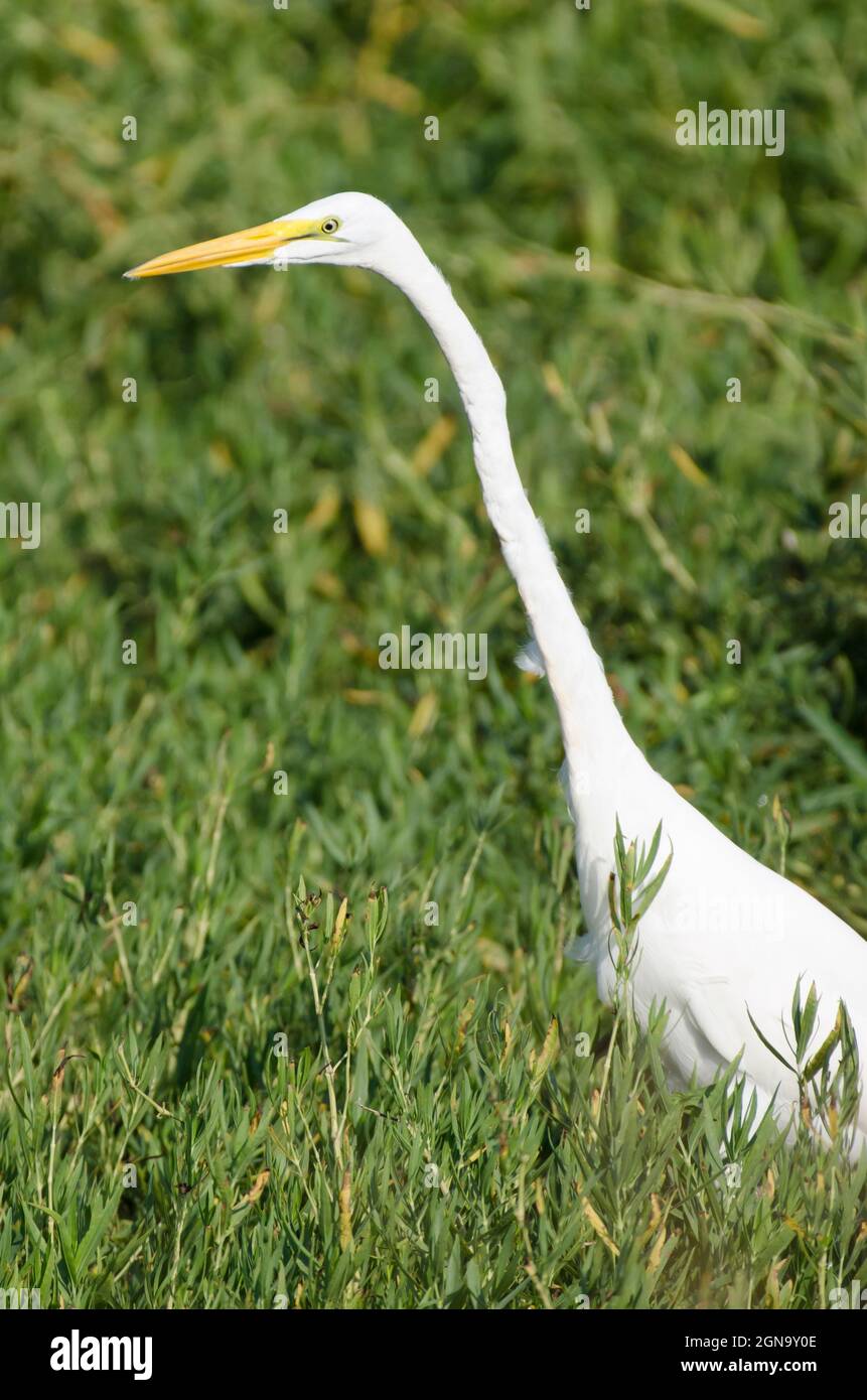 Silberreiher, Ardea alba Stockfoto