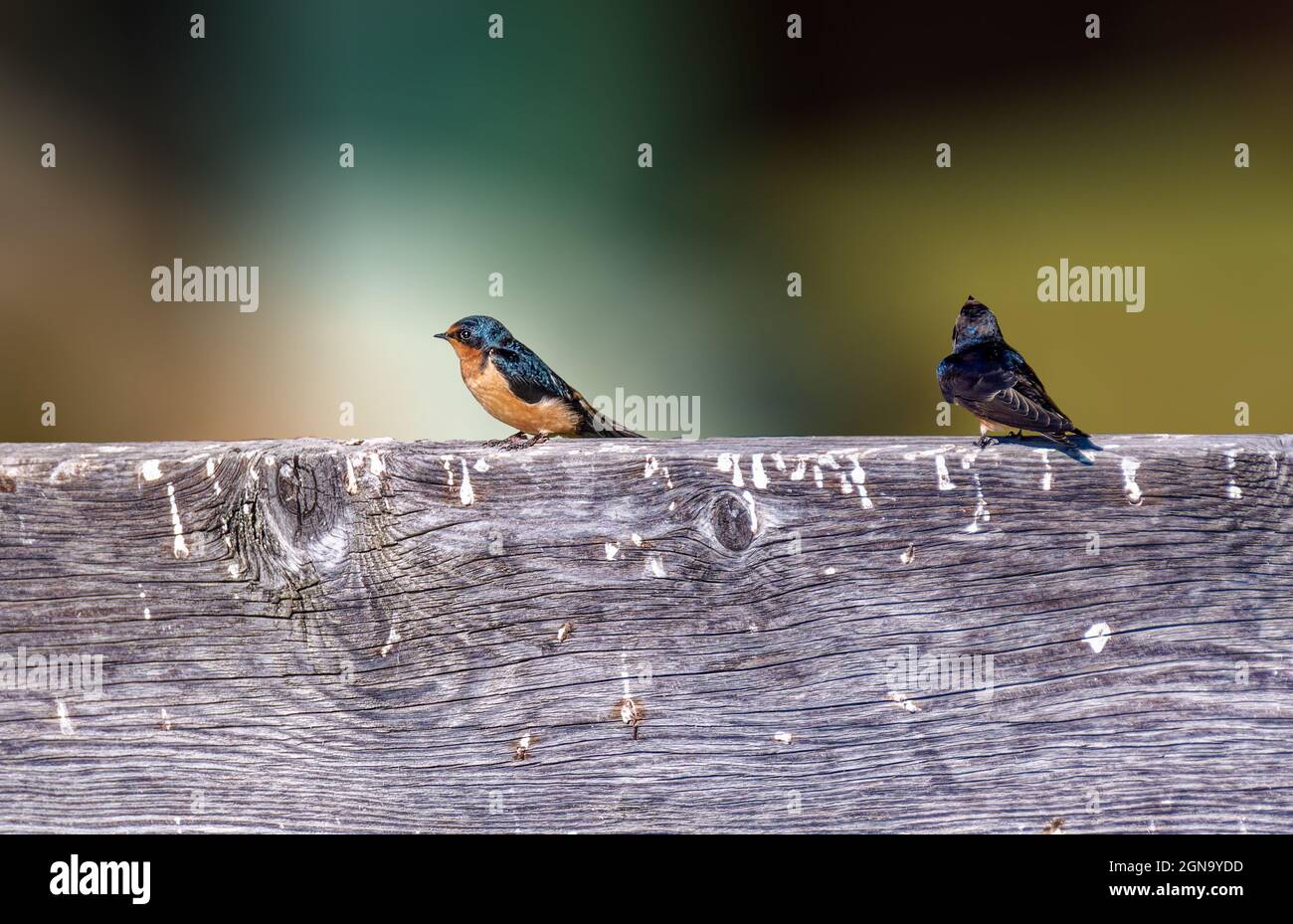 Barn Swallow (Hirundo rustica) im Don Edwards San Francisco Bay National Wildlife RefugeCA USA Stockfoto