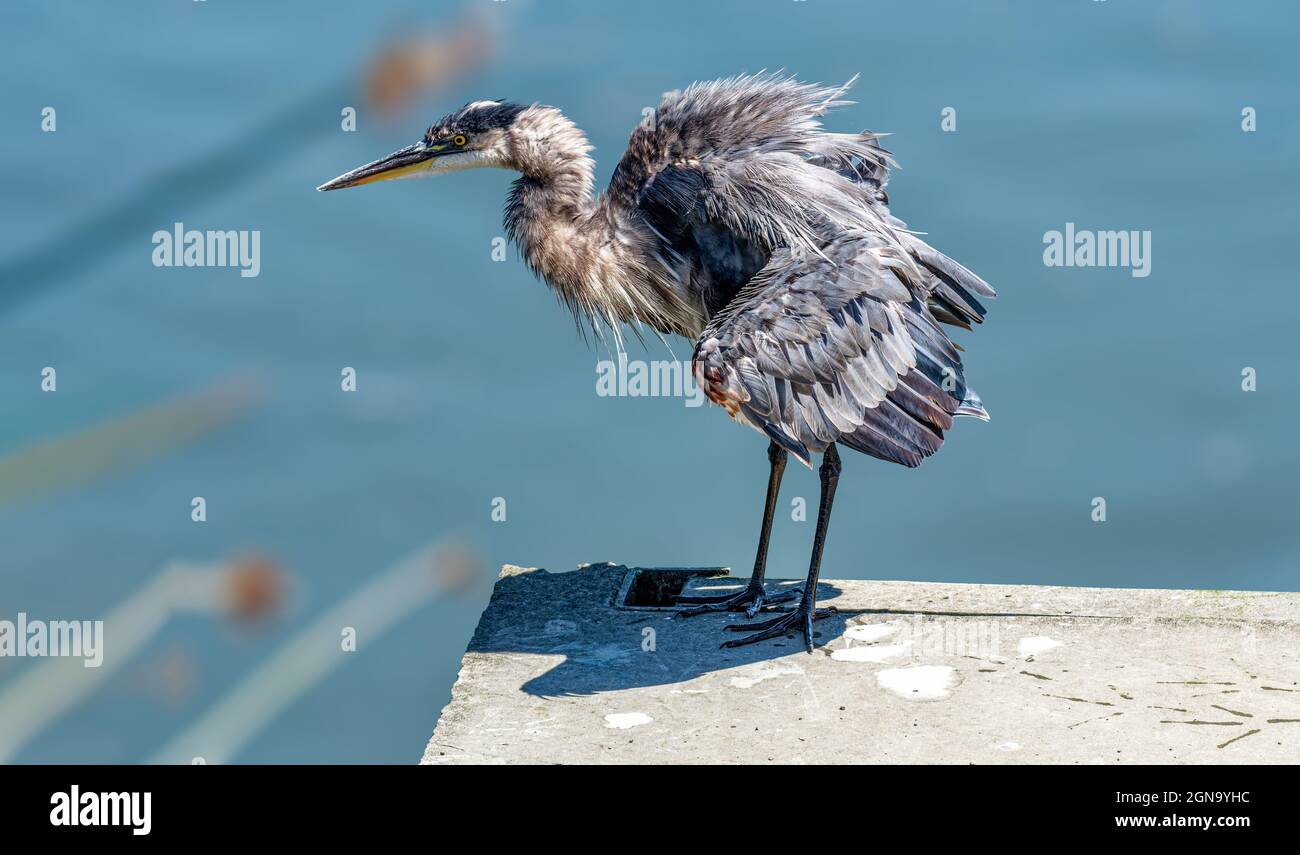 Great Blue Heron (Ardea herodias) inDon Edwards San Francisco Bay National Wildlife Refuge CA USA Stockfoto