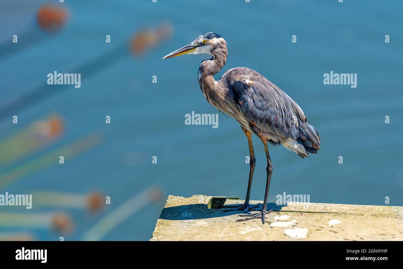 Great Blue Heron (Ardea herodias) inDon Edwards San Francisco Bay National Wildlife Refuge CA USA Stockfoto