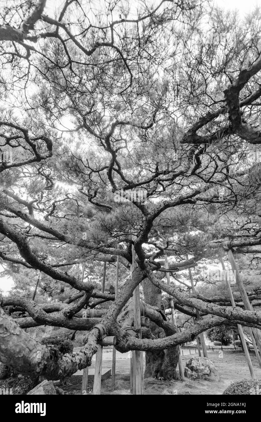 Japanische Bäume, von Laternen beleuchtete Wege, Kanazawa-Landschaften, traditionelle Laternen, Gartenlandschaft Stockfoto