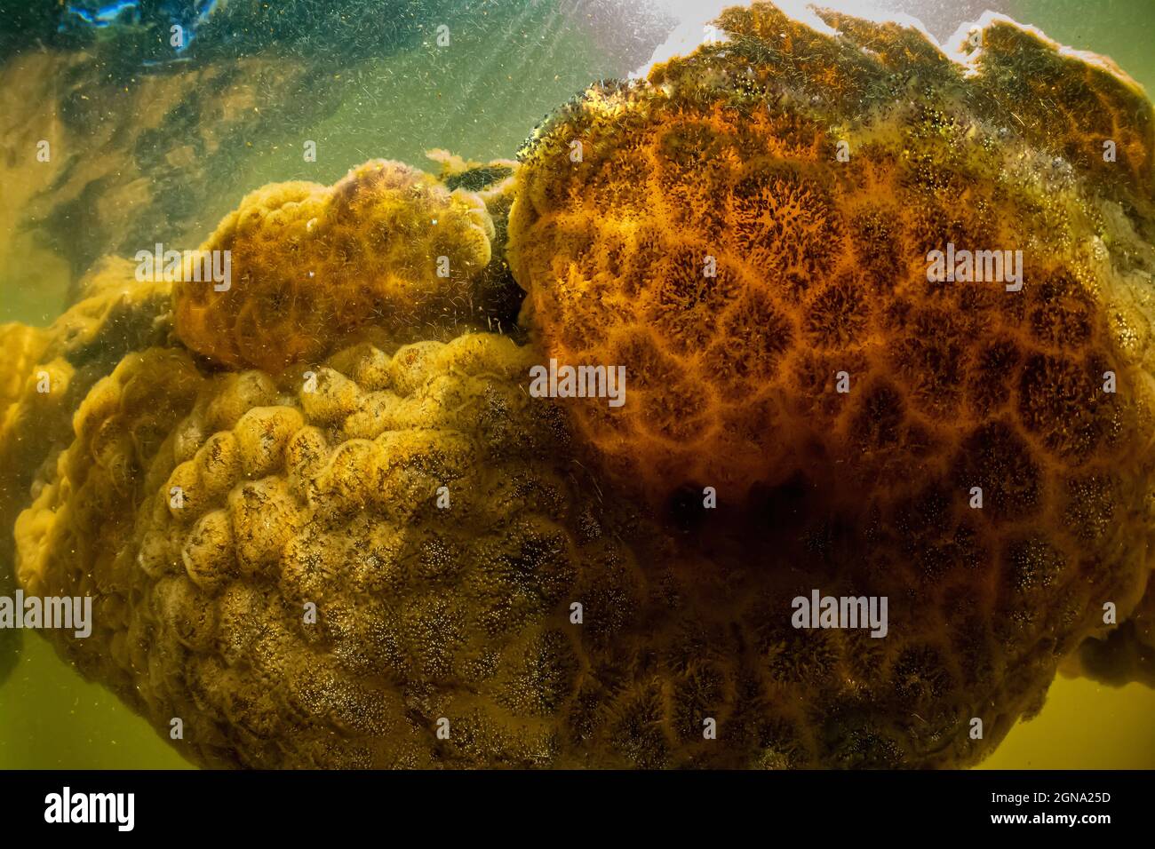 Süßwasser-Bryozoan, Pectinatella magnifica, in Fawn Lake auf der Olympic Peninsula, Washington State, USA Stockfoto