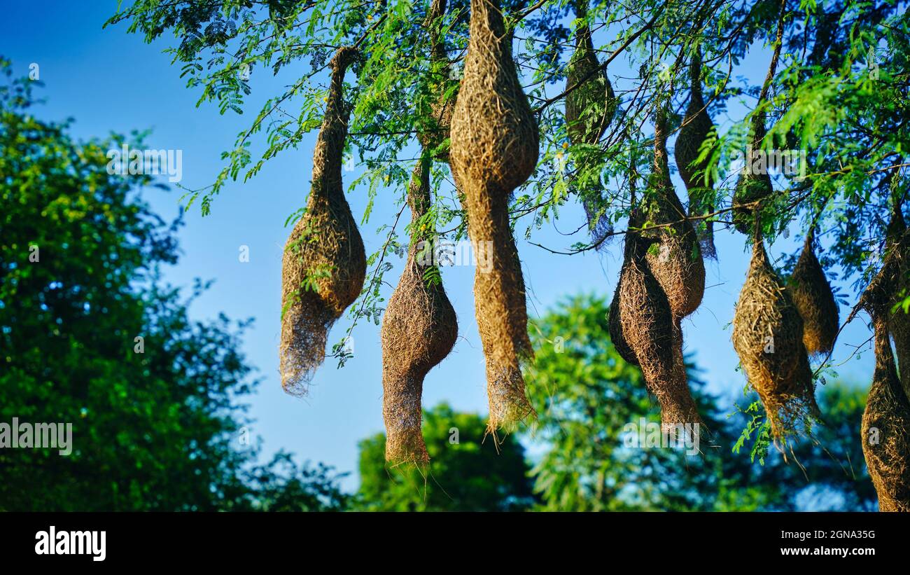 Landschaftsansicht einer Gruppe von Baya-Weber-Vogelnestern, die auf dem Akazienbaum hängen. Stockfoto