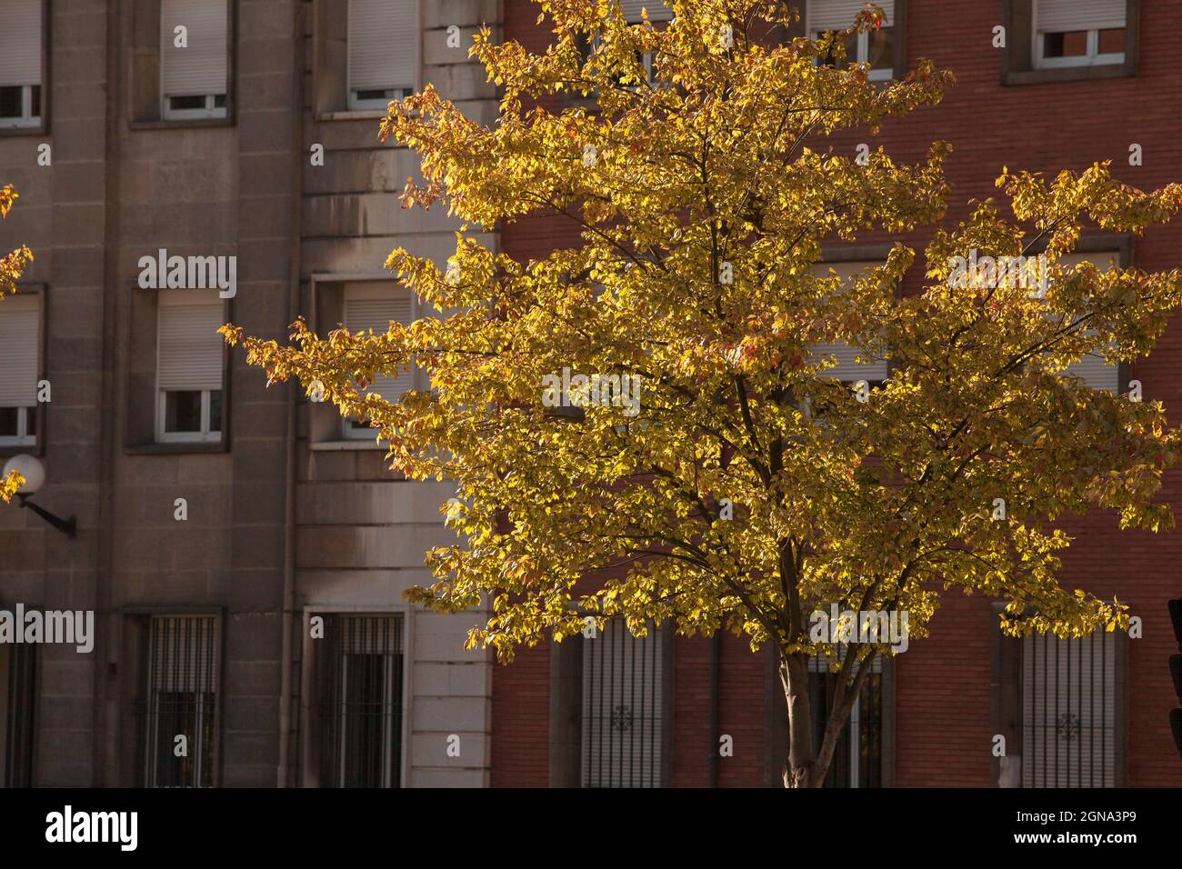 Saisonaler Blütenbaum rot orange gelbe Herbstbaumblätter, saisonaler Wechsel Stockfoto