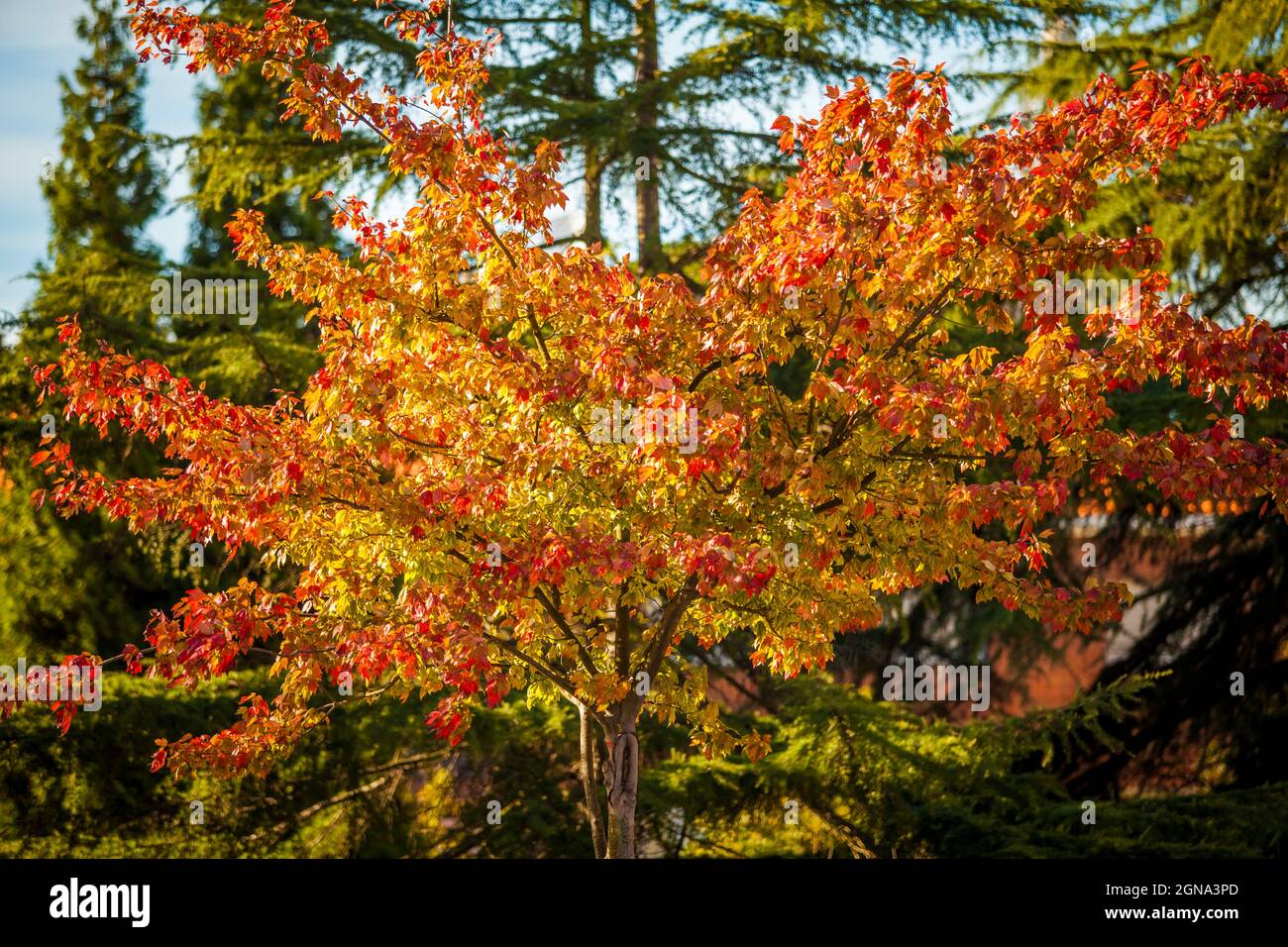 Saisonaler Blütenbaum rot orange gelbe Herbstbaumblätter, saisonaler Wechsel Stockfoto