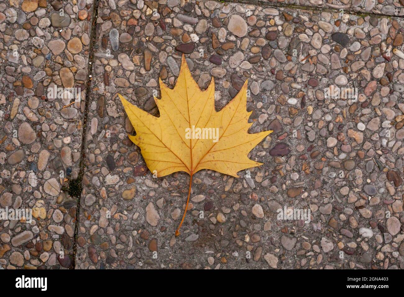 Nahaufnahme der rot-orange-gelben Herbstbaumblätter, saisonaler Wechsel Stockfoto