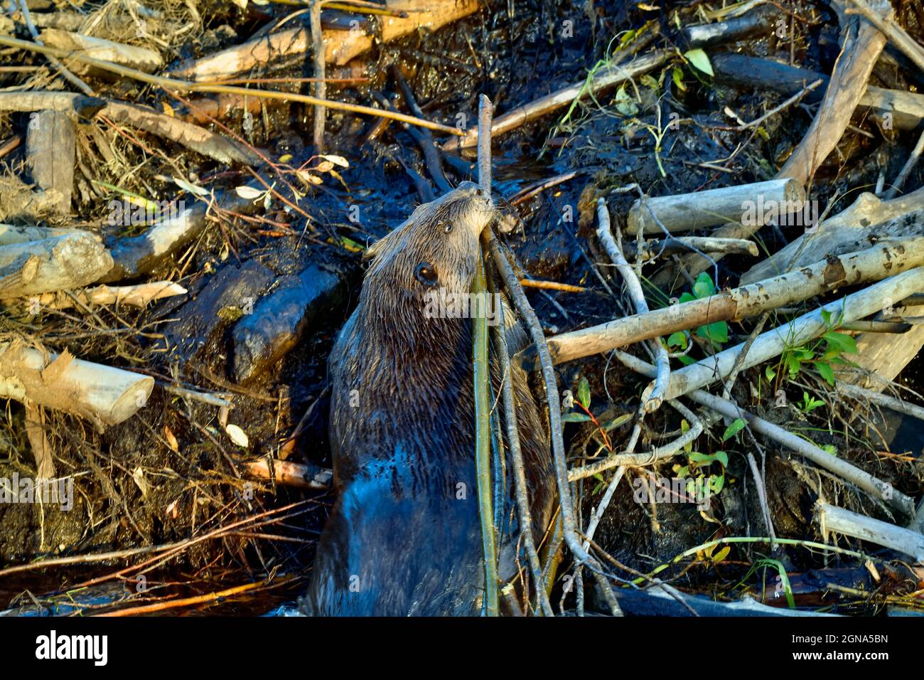 Ein erwachsener Biber „Castor canadensis“ klettert mit einer Ladung Weidensetzlinge auf und über seinen Damm, um ihn in seinem Futterhaufen an seinem Biberteich im ländlichen A aufzubewahren Stockfoto