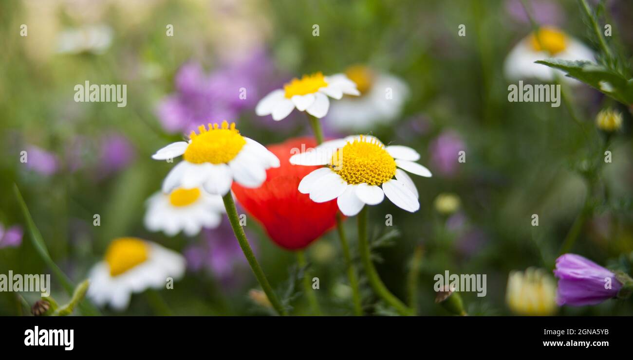 Makro-Nahaufnahme von Kamille Kamillenblütengarten, Naturfauna Stockfoto
