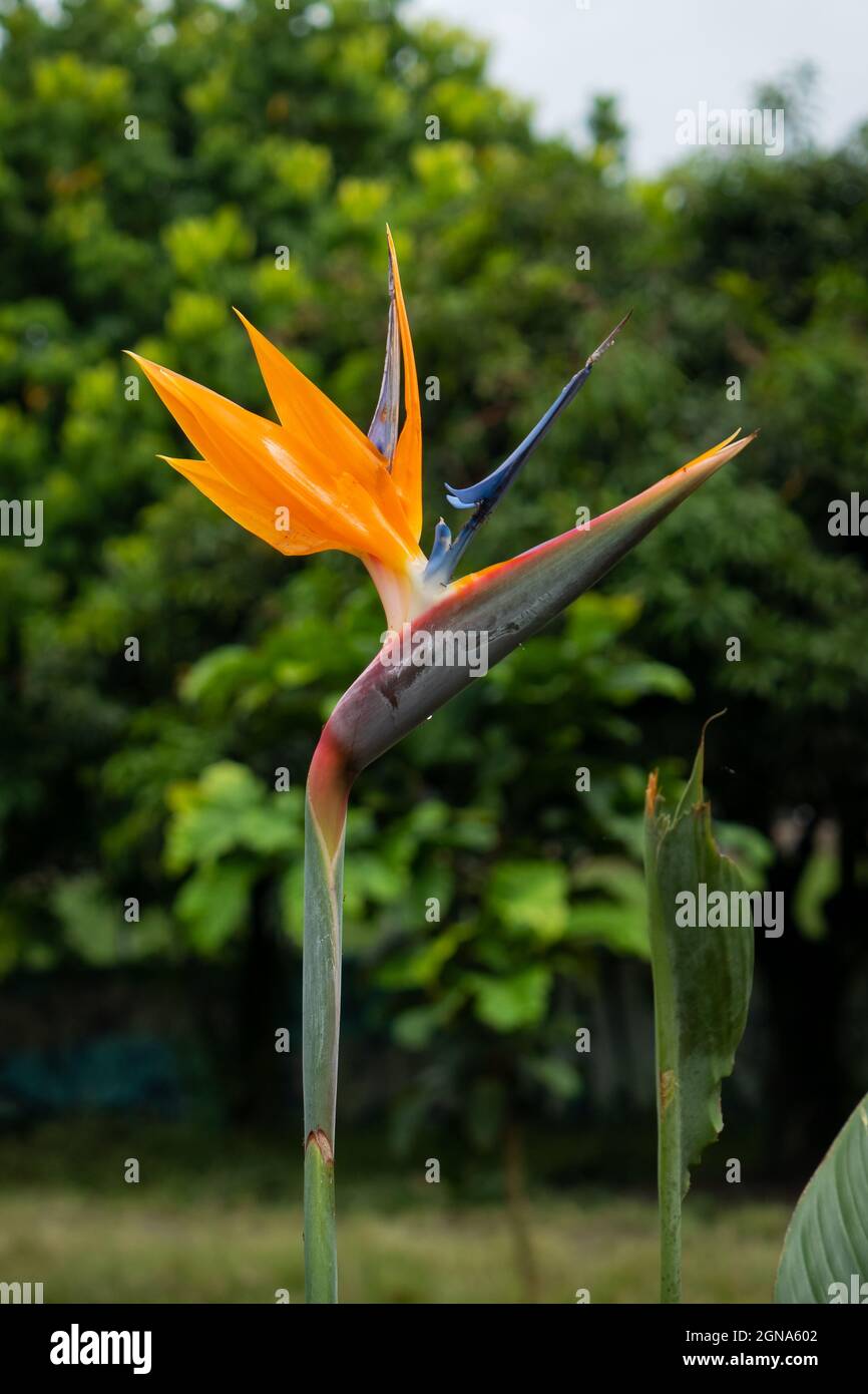 Kranich Blume oder Paradiesvogel (Strelitzia reginae), Blume, die aussieht  wie ein Vogel, der seine Flgel ausbreitet Stockfotografie - Alamy