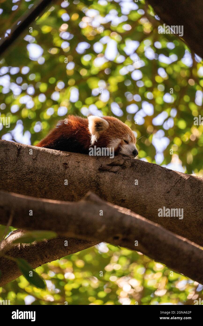 Red Panda ruht auf einem Zweig hoch in einem Baum im Zoo von Perth Stockfoto