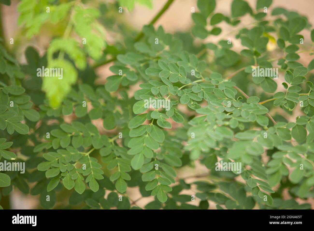 Nahaufnahme eines Makroes von Moringa-Blattbaum-Busch-Blättern-Baum Stockfoto