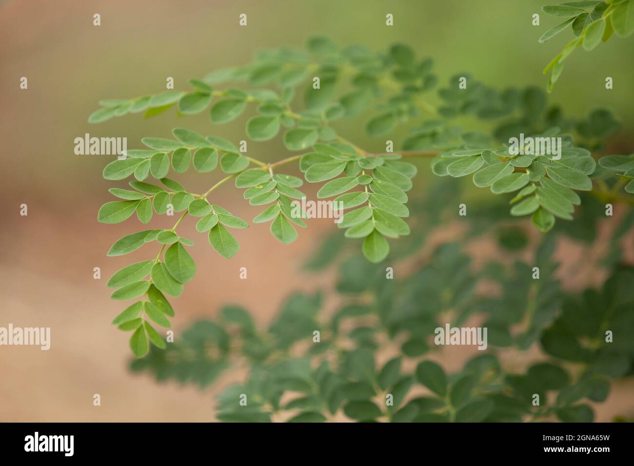 Nahaufnahme eines Makroes von Moringa-Blattbaum-Busch-Blättern-Baum Stockfoto