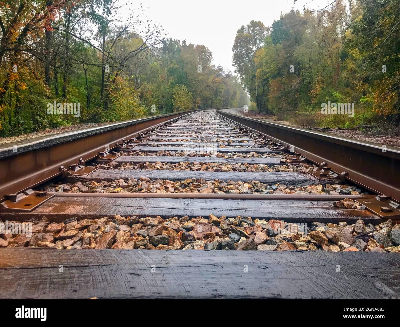 Nasse Zuggleise an regnerischen Tagen im Herbstwald Stockfoto