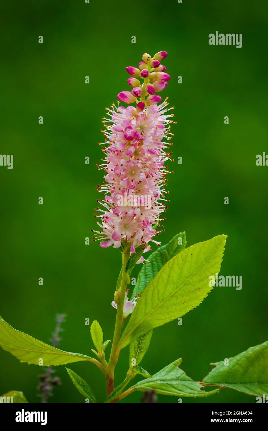 Summersüss „Rubingewürz“ (Clethra alnifolia). Cathedral of the Pines, Rindge, New Hampshire Stockfoto