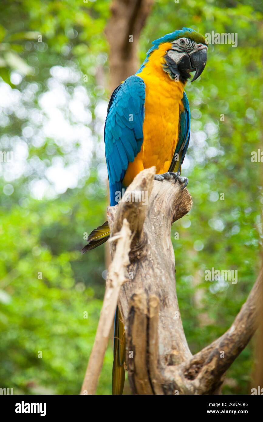 Nahaufnahme eines gelben und blauen ecuadorianischen Papageien in Guayaquil Stockfoto