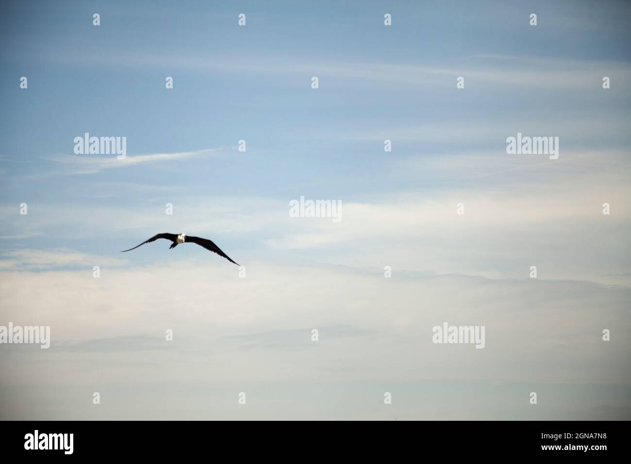 Lange Aufnahme eines fliegenden Vogels mit Wolken im Hintergrund, Möwe Stockfoto