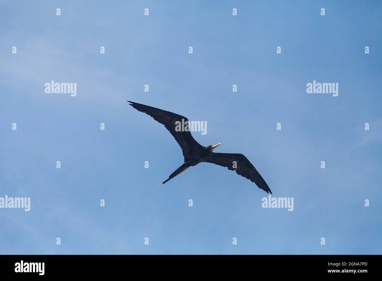 Lange Aufnahme eines fliegenden Vogels mit Wolken im Hintergrund, Möwe Stockfoto