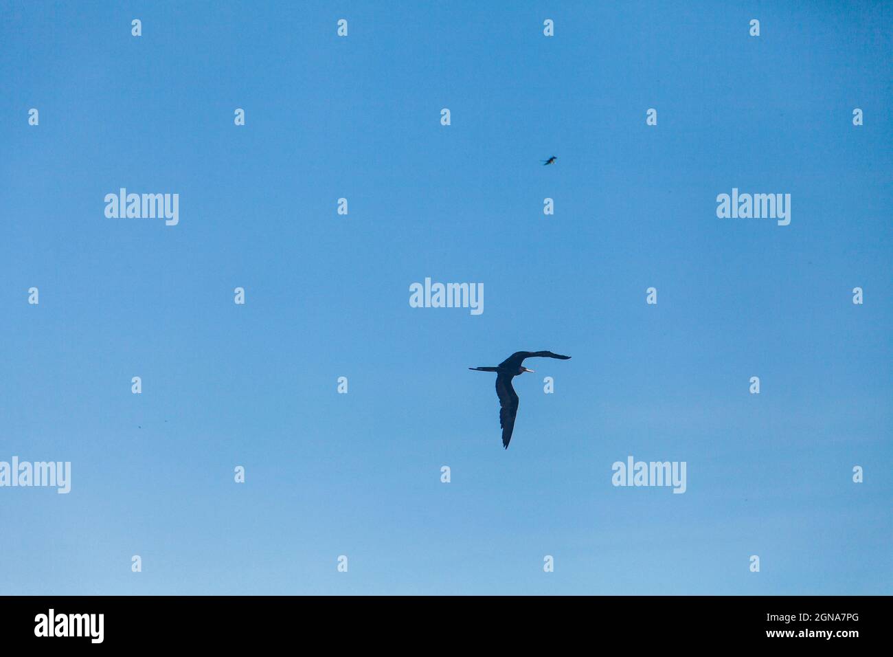 Lange Aufnahme eines fliegenden Vogels mit Wolken im Hintergrund, Möwe Stockfoto