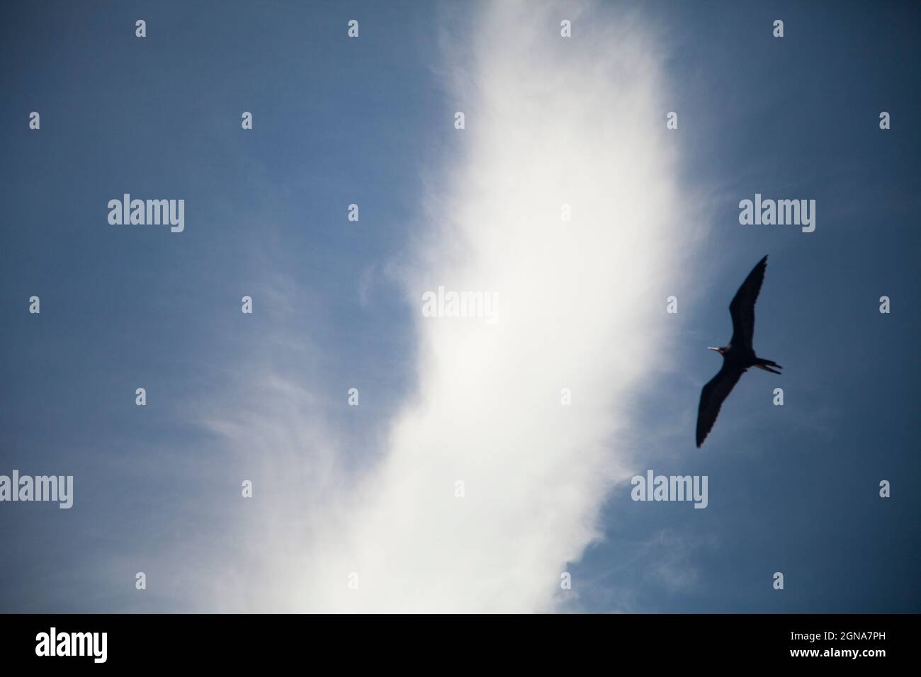 Lange Aufnahme eines fliegenden Vogels mit Wolken im Hintergrund, Möwe Stockfoto