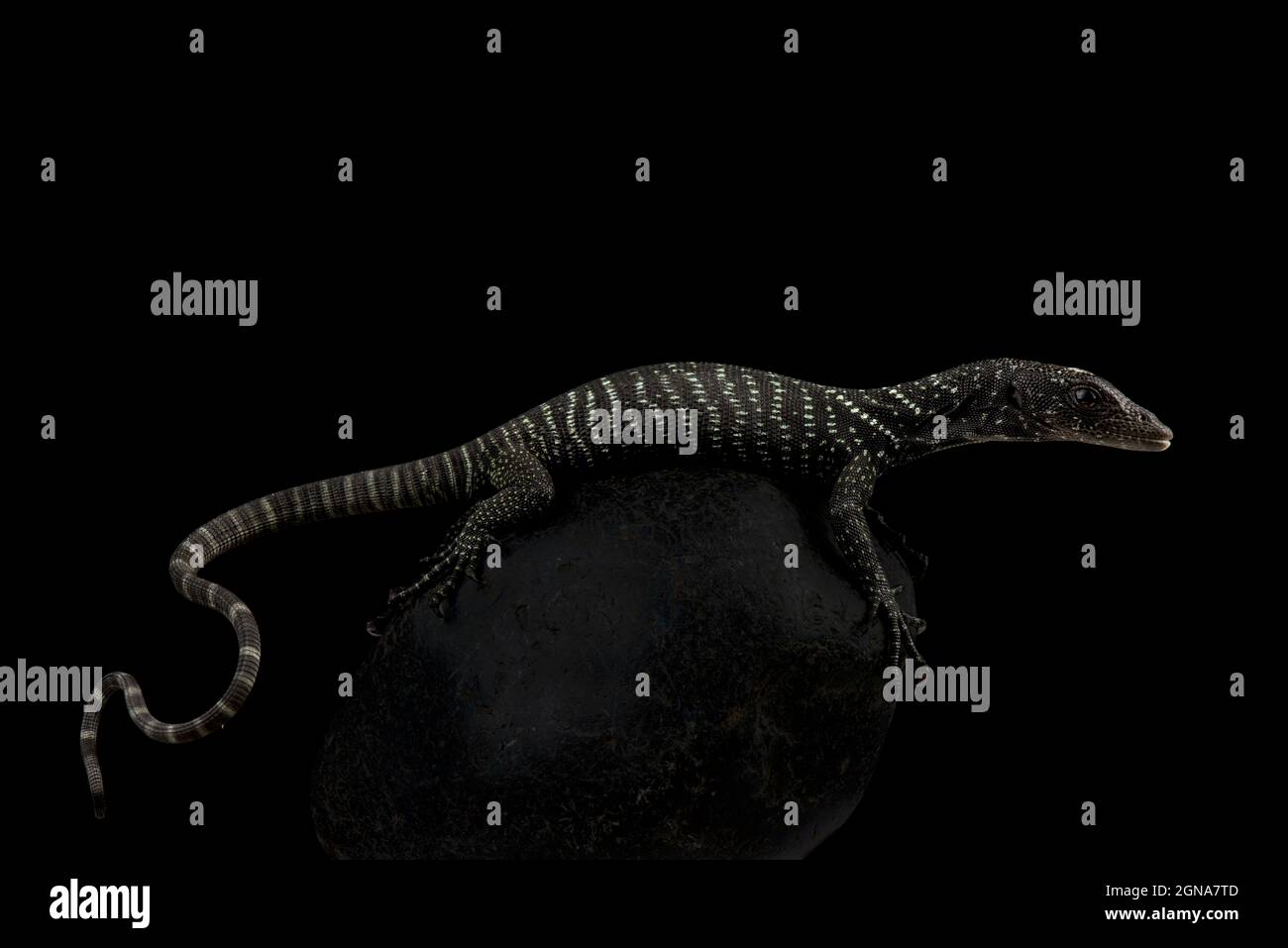 Goldfleckiger Baumwächter (Varanus böhmei) Stockfoto