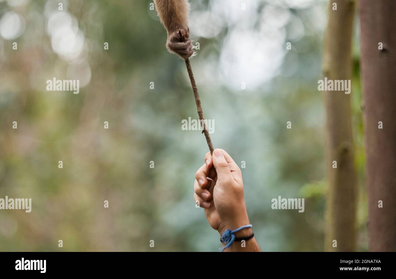 Menschen und Tiere, menschliche Hand, die einer Affenhand einen Stock gibt, Stockfoto