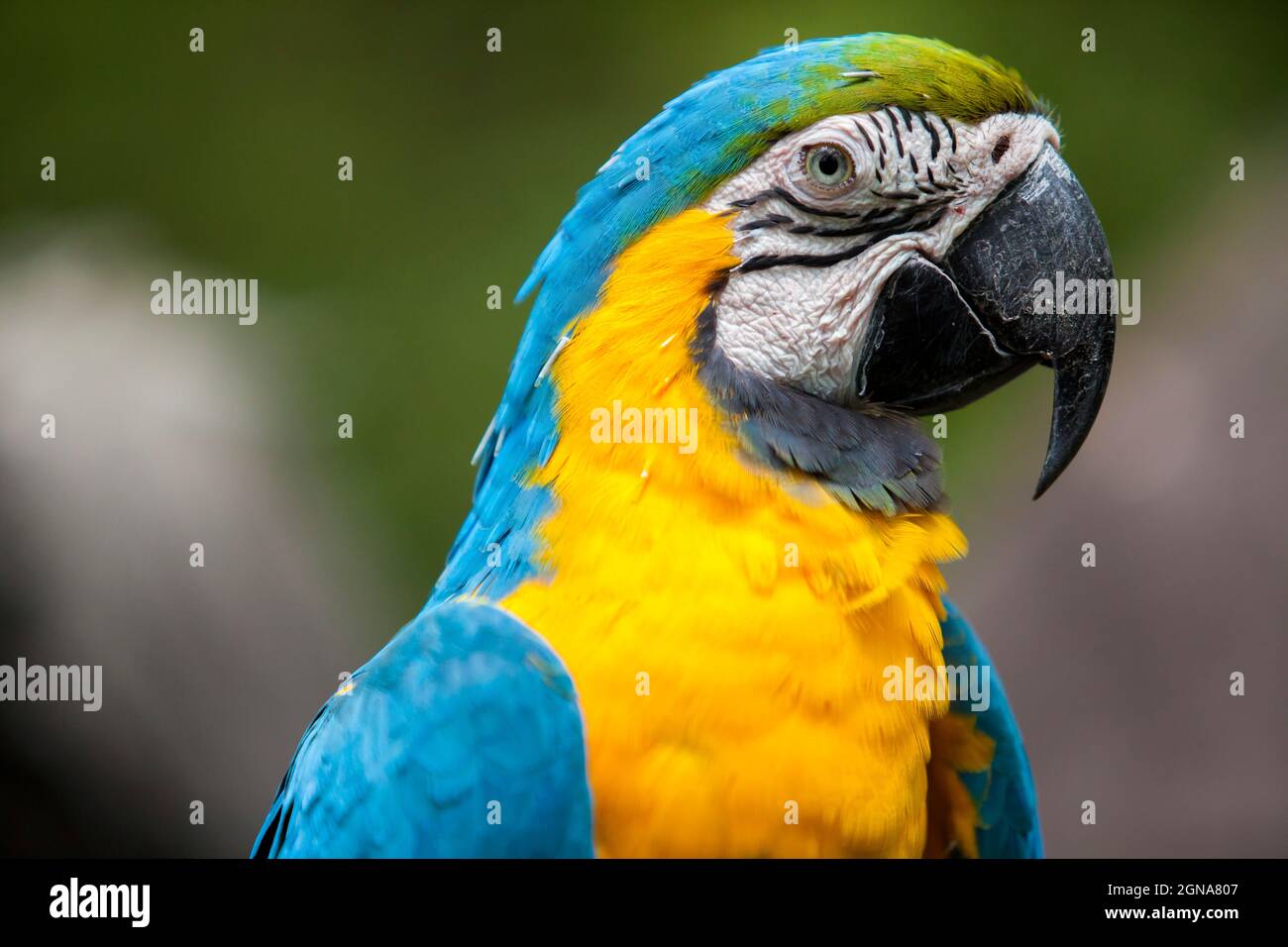 Nahaufnahme eines gelben und blauen ecuadorianischen Papageien in Guayaquil Stockfoto