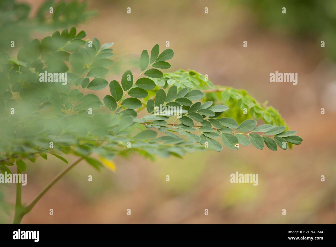 Nahaufnahme eines Makroes von Moringa-Blattbaum-Busch-Blättern-Baum Stockfoto