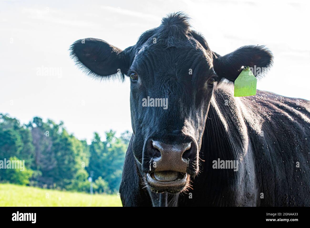 Nahaufnahme des Gesichts einer Angus-Kuh, die bei geöffnetem Mund auf die Kamerin schaut, während sie ihren Nackenkauz kaut. Stockfoto