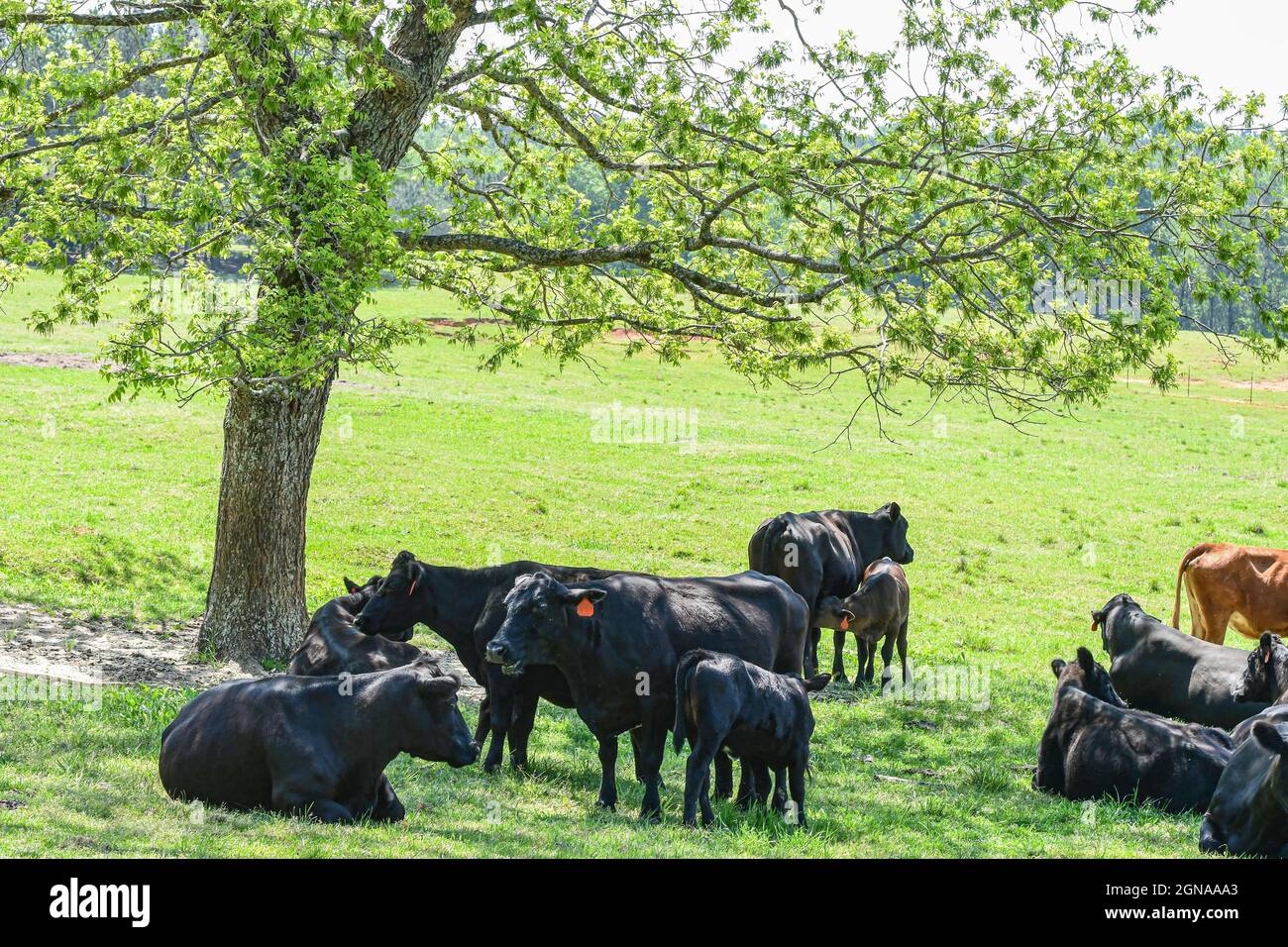Rinder angus -Fotos und -Bildmaterial in hoher Auflösung – Alamy