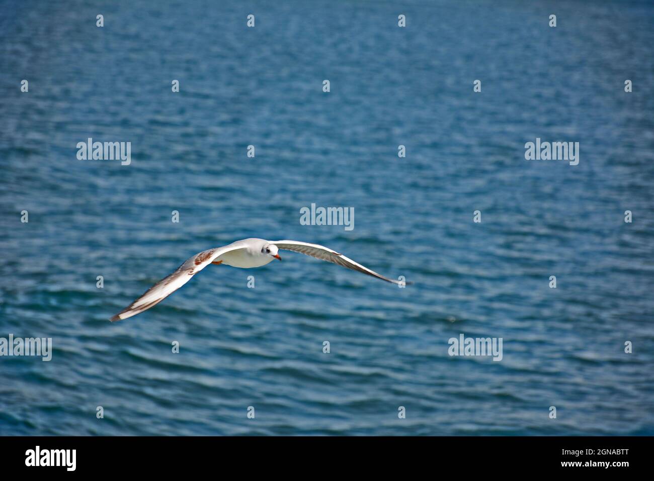 Foto von Vogel in Istanbul Stockfoto