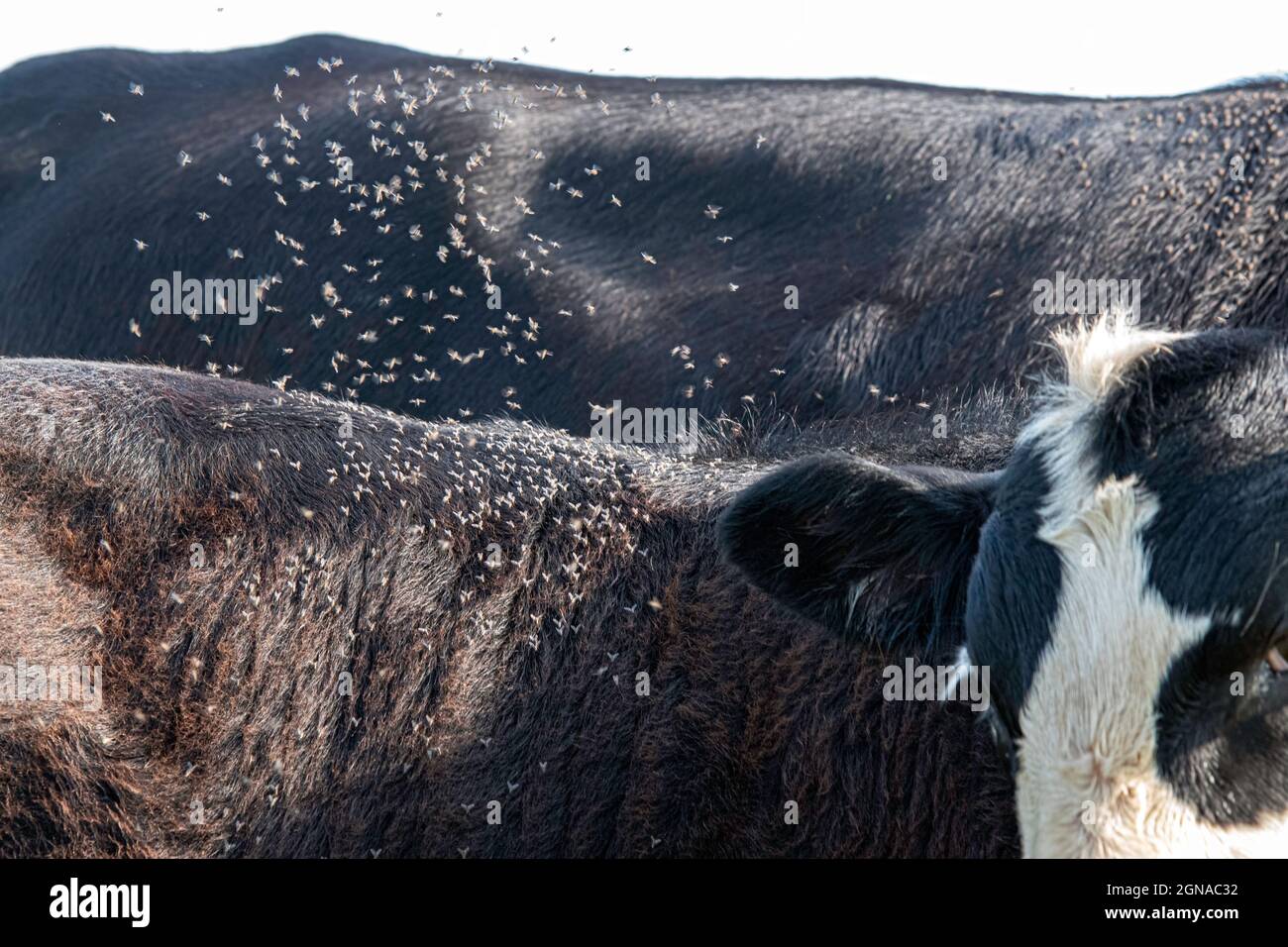 Hornfliegen (Haematobia irritans) starten im Flug von der Rückseite eines schwarzen baldy Kalbes. Diese Fliegen beißen und ziehen Blut und sind extrem schädlich Stockfoto