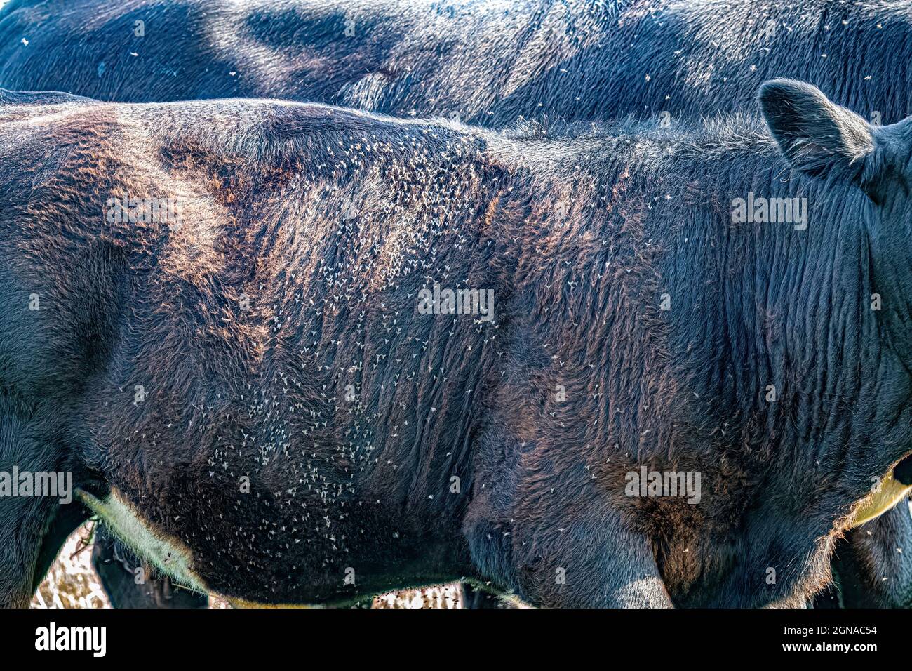 Hornfliegen (Haematobia irritans) auf dem Rücken und an den Seiten eines Angus-Kalbes. Diese Fliegen beißen und ziehen Blut und sind extrem schädlich für Rinder. Stockfoto