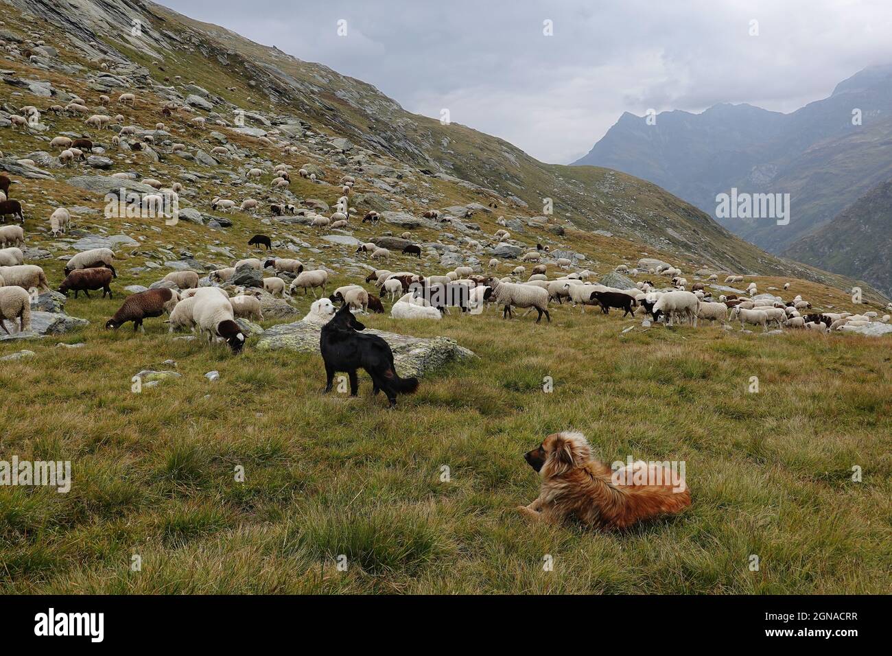 Drei Schäferhunde, darunter ein Patou, der eine Herde Schafe vor Wölfen schützt, in den Schweizer Alpen Stockfoto