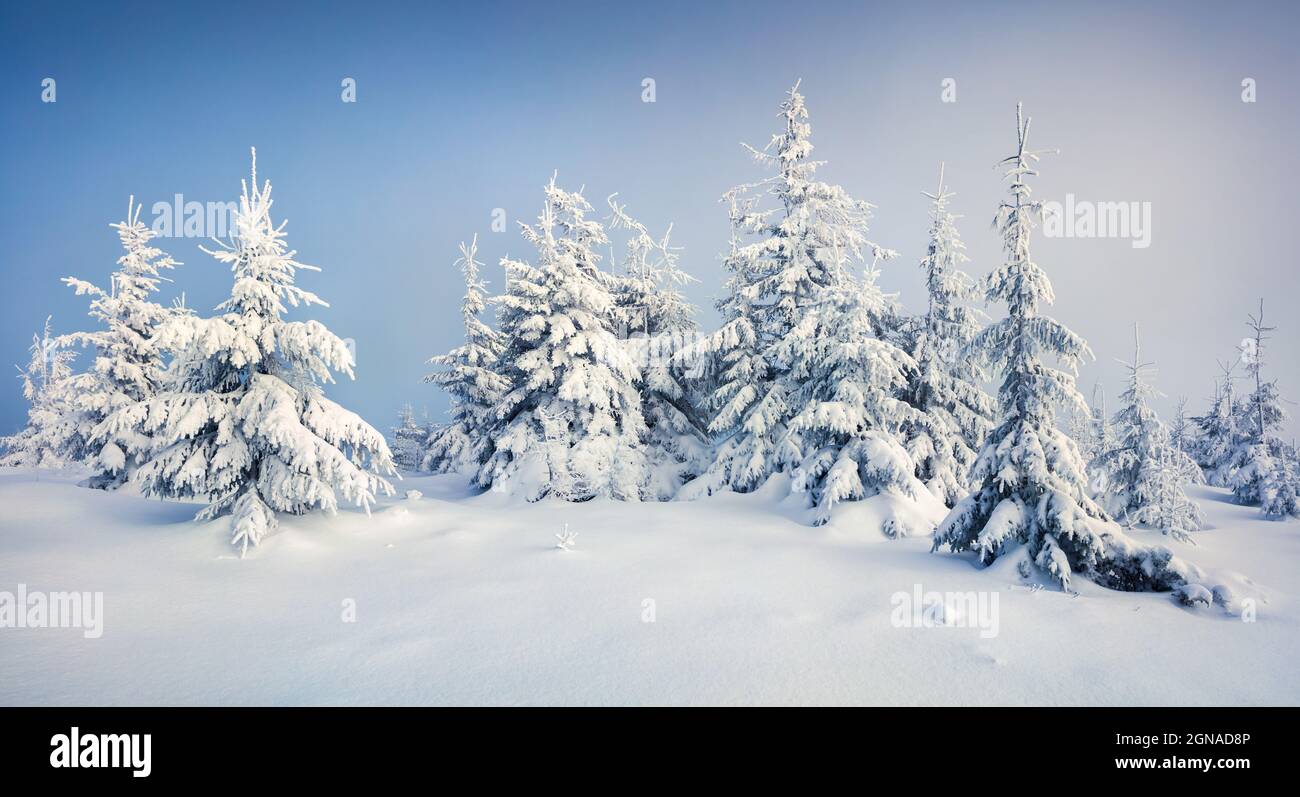 Toller Blick auf den Bergwald am Morgen nach starkem Schneefall. Neblige Winterlandschaft im verschneiten Wald, Happy New Year Celebration Konzept. Künstlerischer Stall Stockfoto