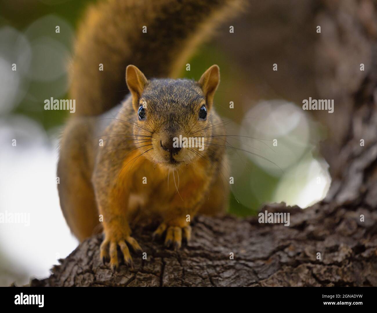 Neugierig Eichhörnchen Stockfoto