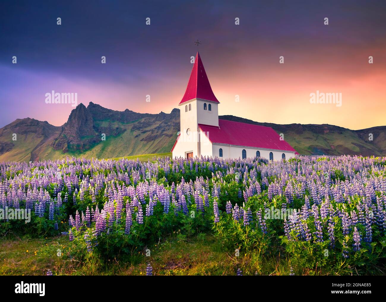 Kleine Kirche umgeben von blühenden Lupinenblumen im Dorf Vik. Dramatischer Sommeraufgang in Island, Europa. Künstlerischer Stil nachbearbeitet ph Stockfoto