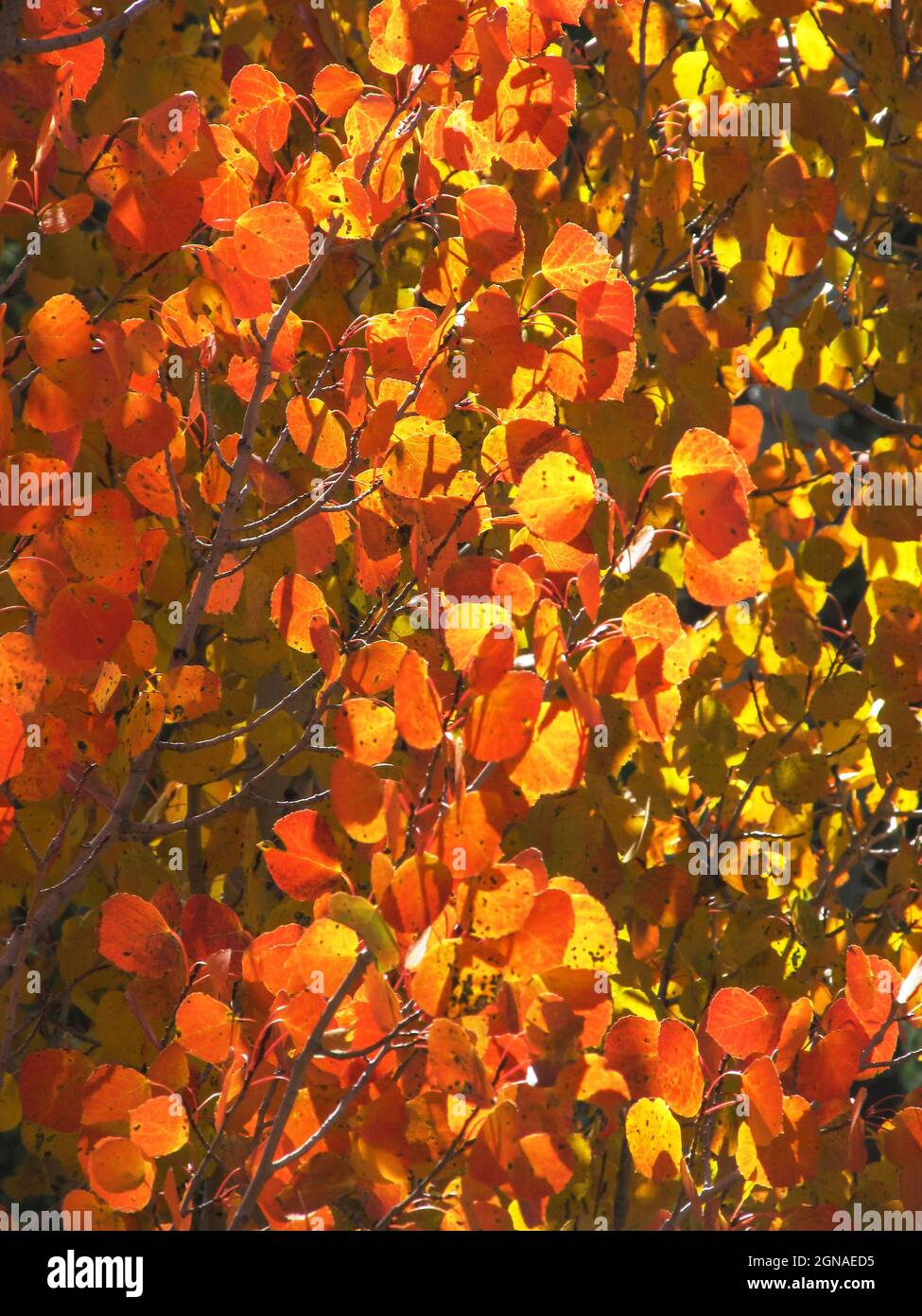 Beleuchtetes, quakendes Aspen, Populus tremuloides, Blätter in den seltenen goldroten Herbstfarben im Dixie National Forest, Utah, USA. Die verschiedenen Bäume in Stockfoto