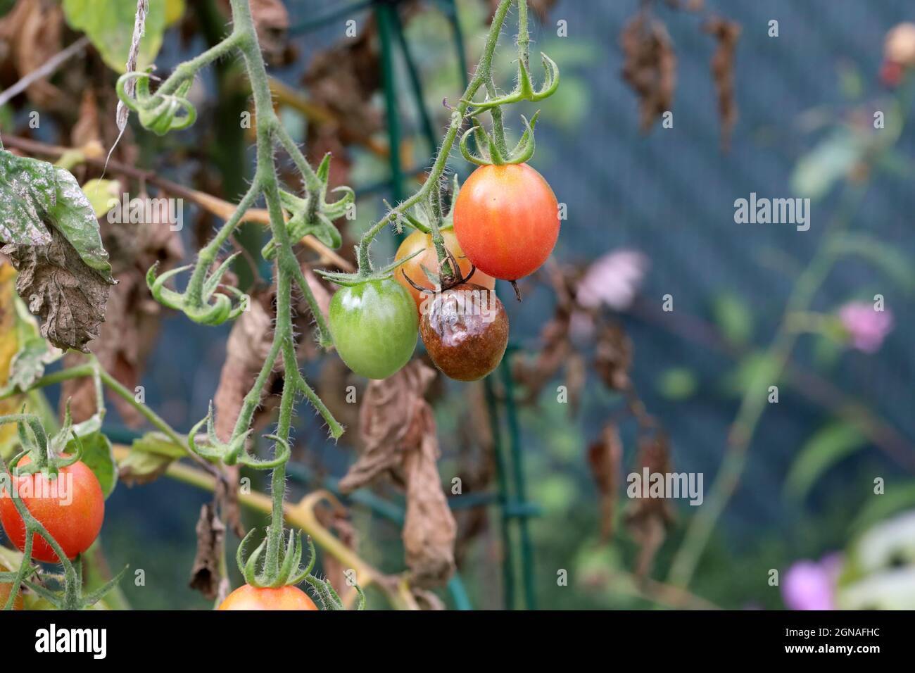 Die Krankheiten der Tomate - die späte Schlage oder die Kartoffelfäule (sie greift die Kartoffeln auch an). Tomatenanfall Phytophthora (Phytophthora Infestans) In Gemüsegarten Stockfoto