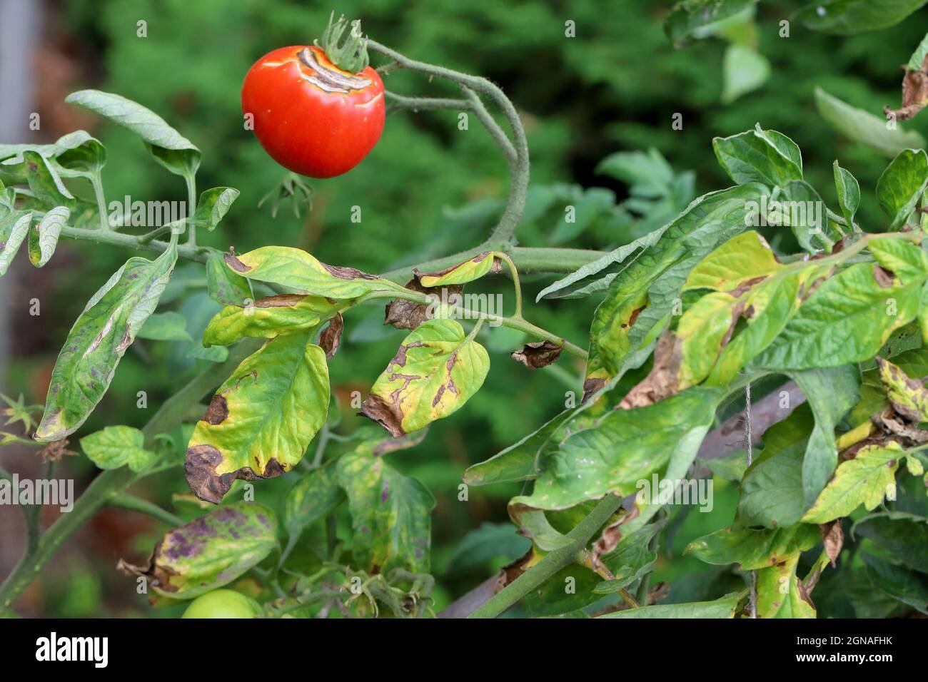 Die Krankheiten der Tomate - die späte Schlage oder die Kartoffelfäule (sie greift die Kartoffeln auch an). Tomatenanfall Phytophthora (Phytophthora Infestans) In Gemüsegarten Stockfoto