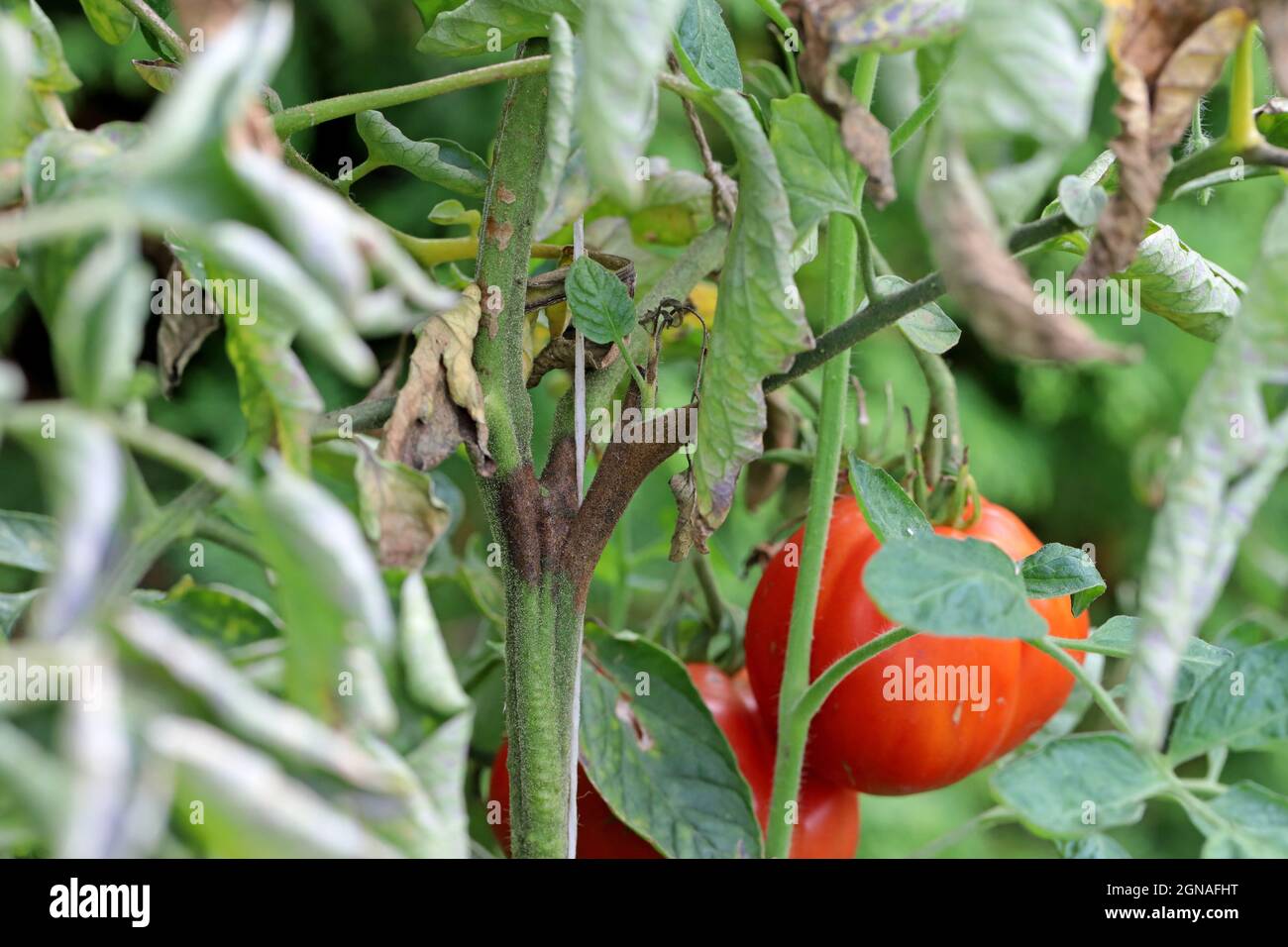 Die Krankheiten der Tomate - die späte Schlage oder die Kartoffelfäule (sie greift die Kartoffeln auch an). Tomatenanfall Phytophthora (Phytophthora Infestans) In Gemüsegarten Stockfoto