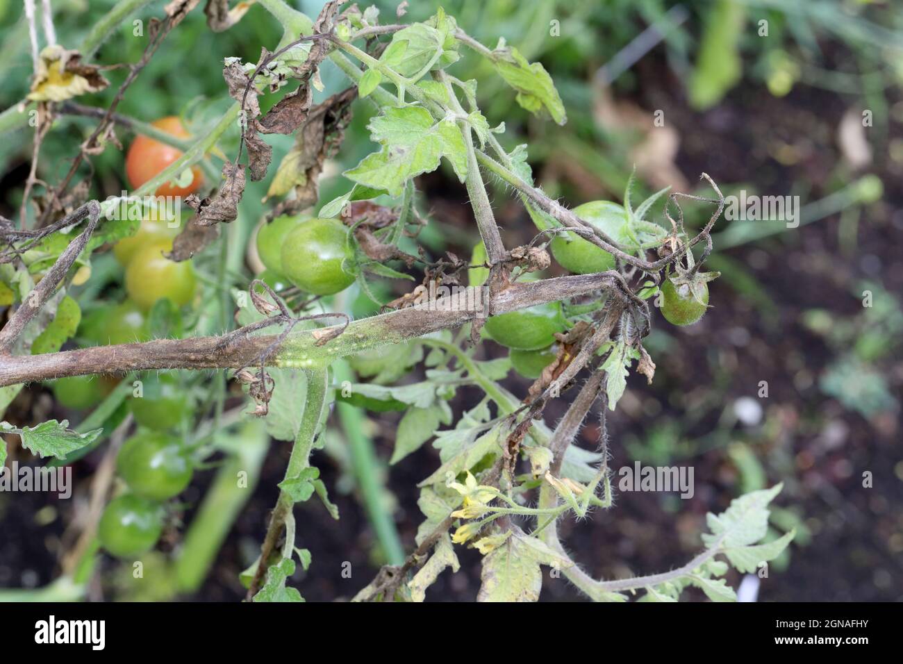 Die Krankheiten der Tomate - die späte Schlage oder die Kartoffelfäule (sie greift die Kartoffeln auch an). Tomatenanfall Phytophthora (Phytophthora Infestans) In Gemüsegarten Stockfoto